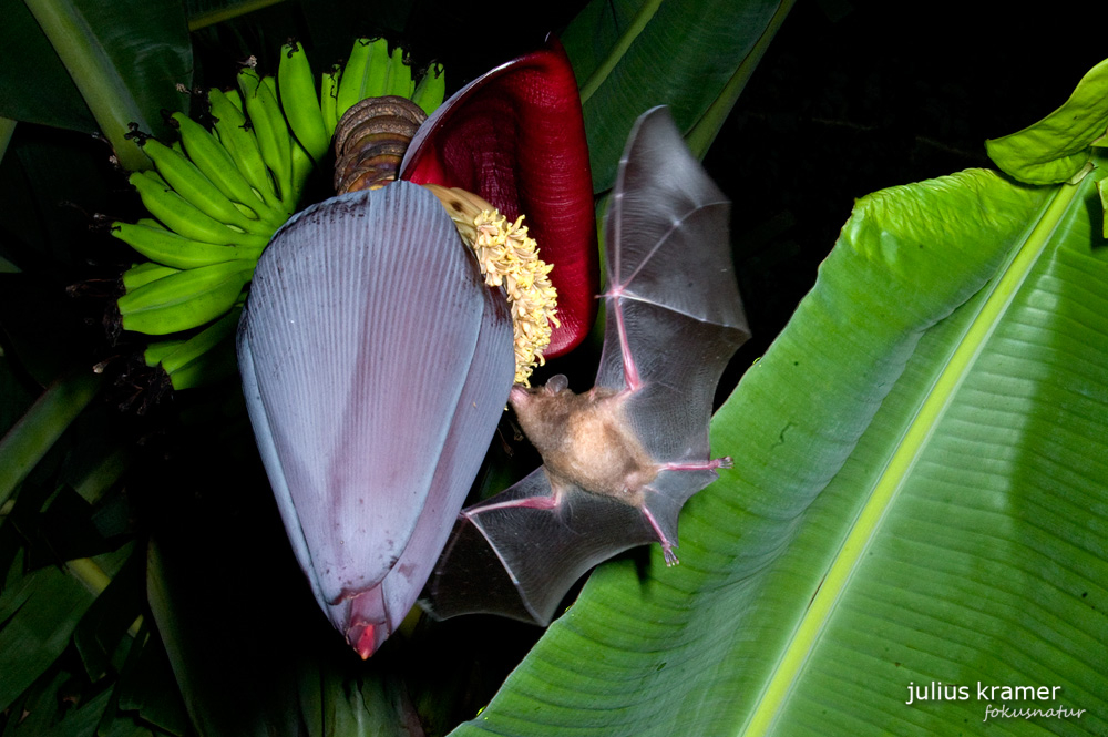 Langzungenfledermaus (Glossophaga soricina)