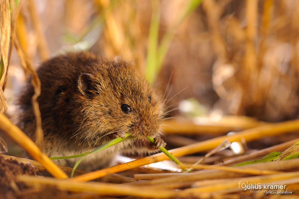 Rötelmaus (Myodes glareolus)