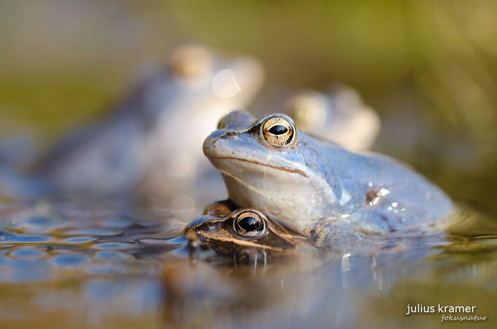 Moorfrösche (Rana arvalis)