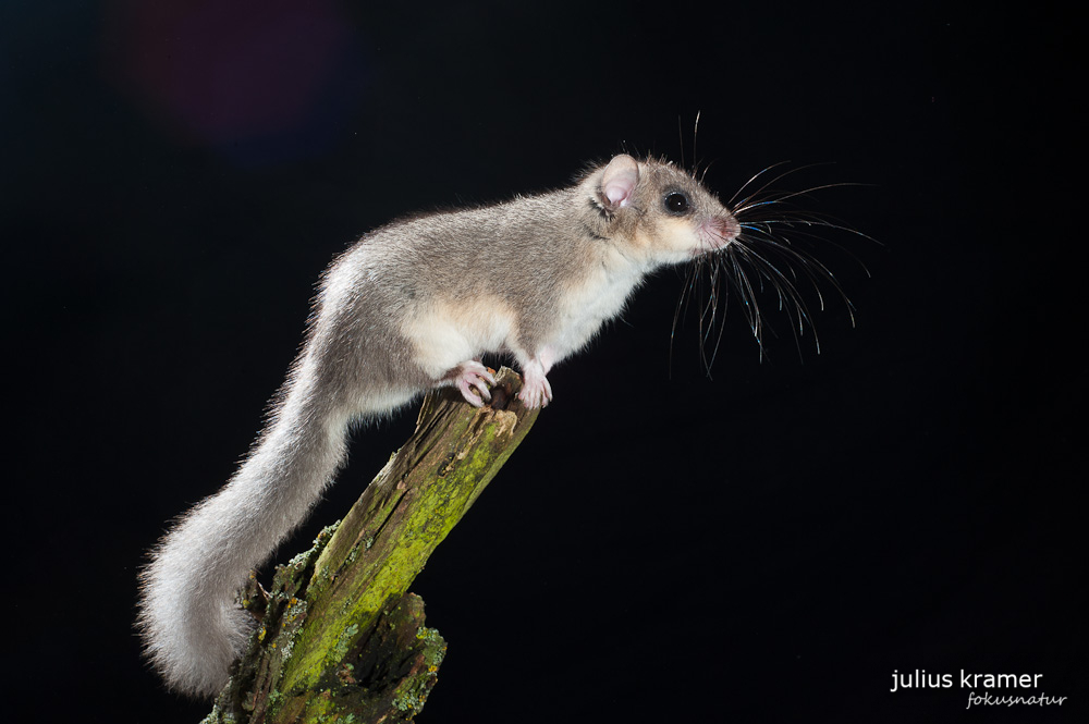 Siebenschläfer (Glis glis) - C