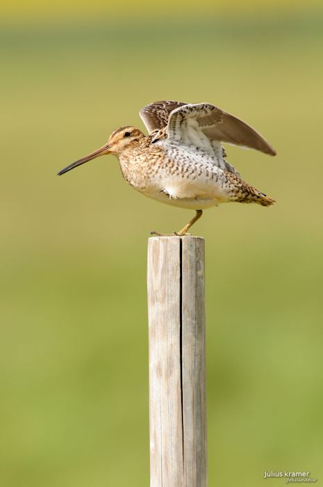 Bekassine (Gallinago gallinago)