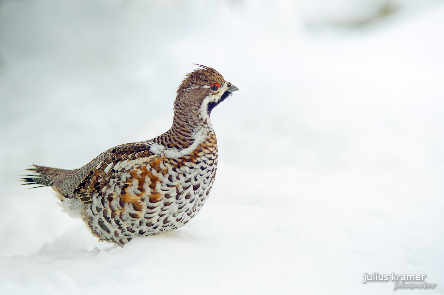 Haselhuhn (Tetrastes bonasia)