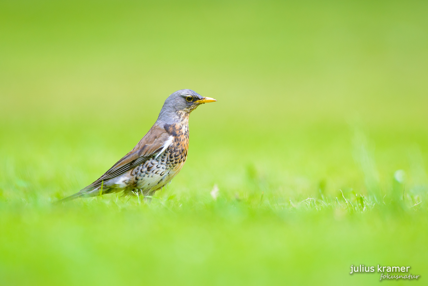 Wacholderdrossel (Turdus pilaris)