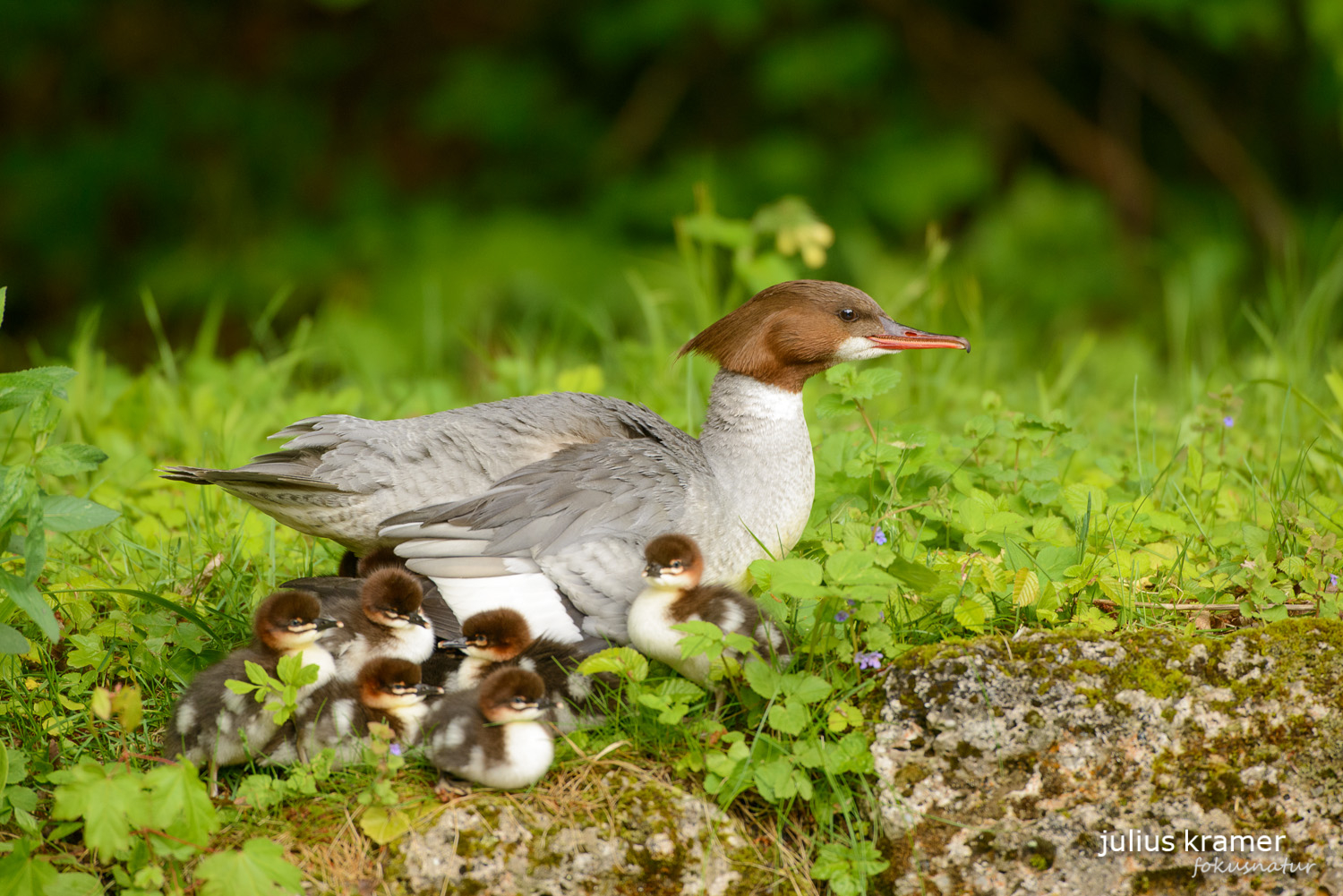 Gänsesäger (Mergus merganser)