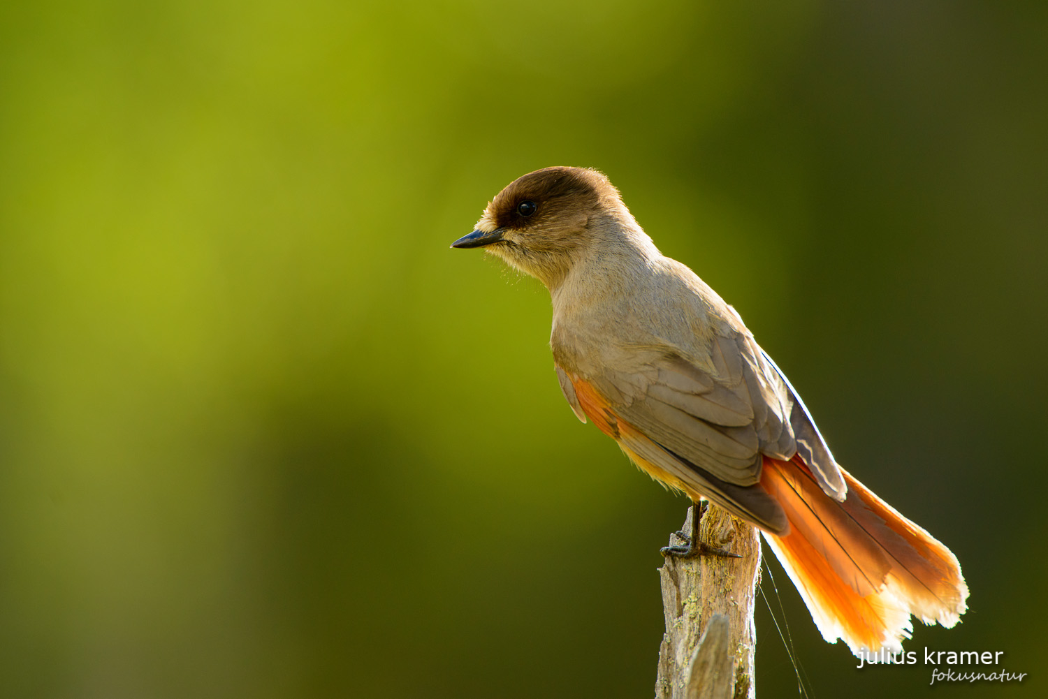 Unglückshäher (Perisoreus infaustus)