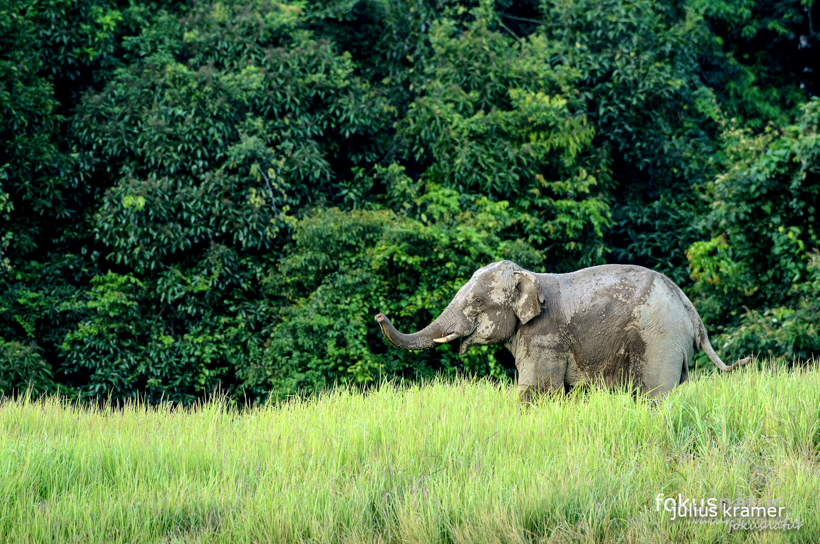 Asiatischer Elefant (Elephas maximus)