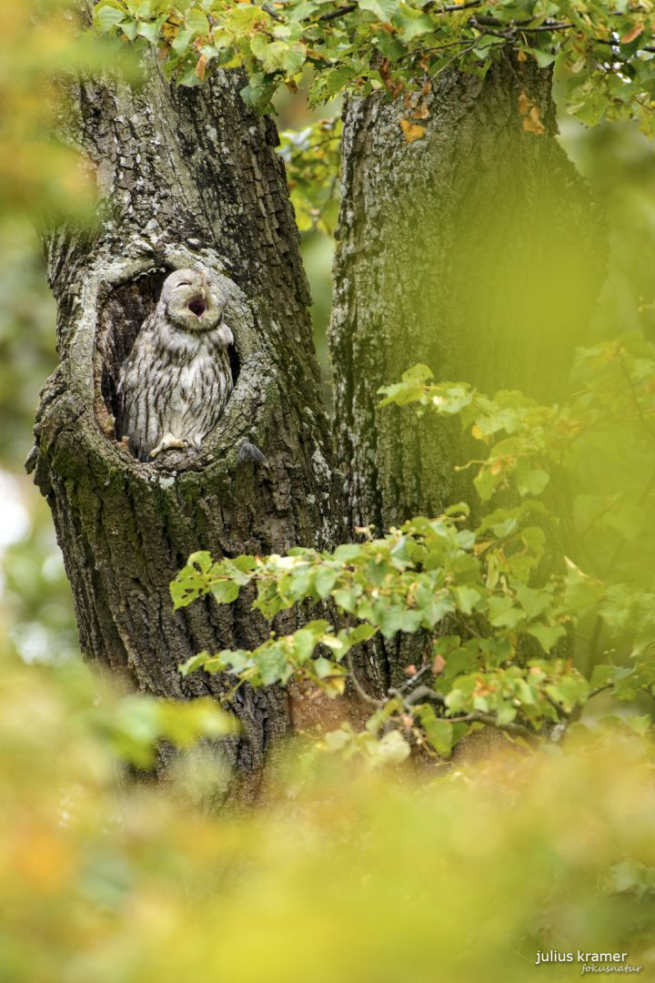 Waldkauz (Strix aluco)