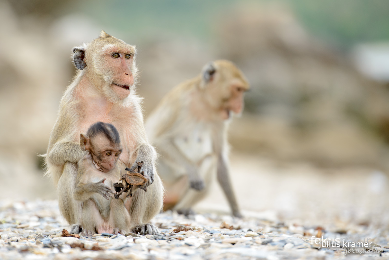 Javaneraffe (Macaca fascicularis)