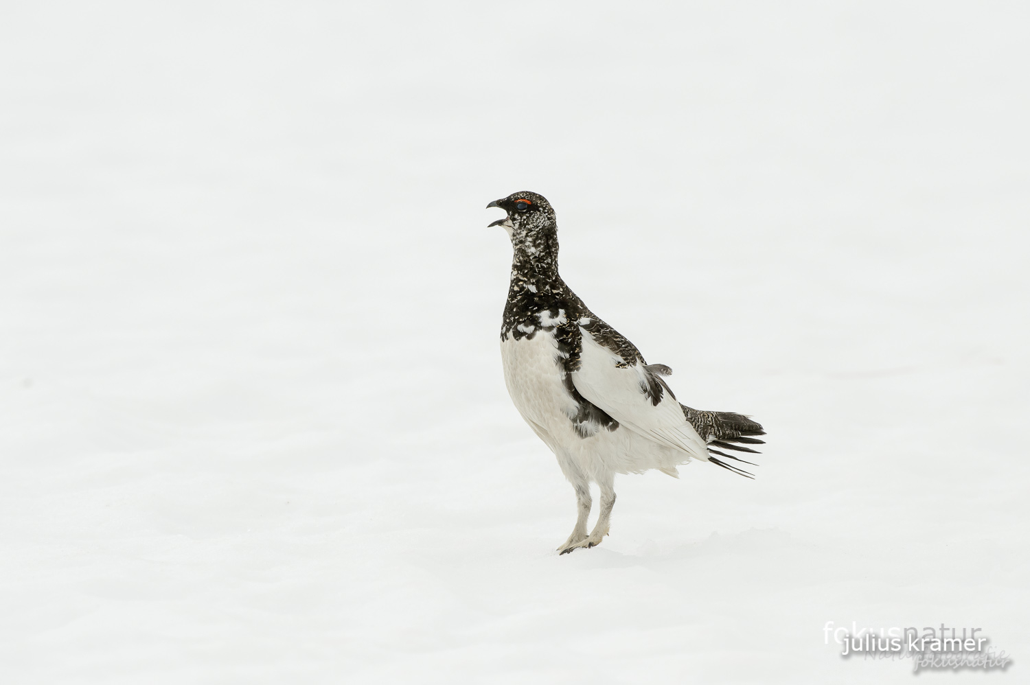 Alpenschneehuhn (Lagopus mutus)