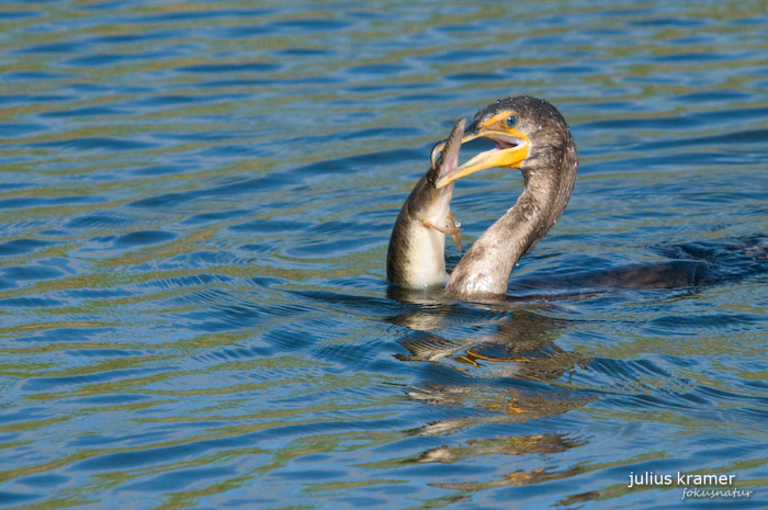 Ohrenscharbe (Phalacrocorax auritus)