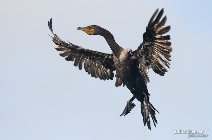 Ohrenscharbe (Phalacrocorax auritus)