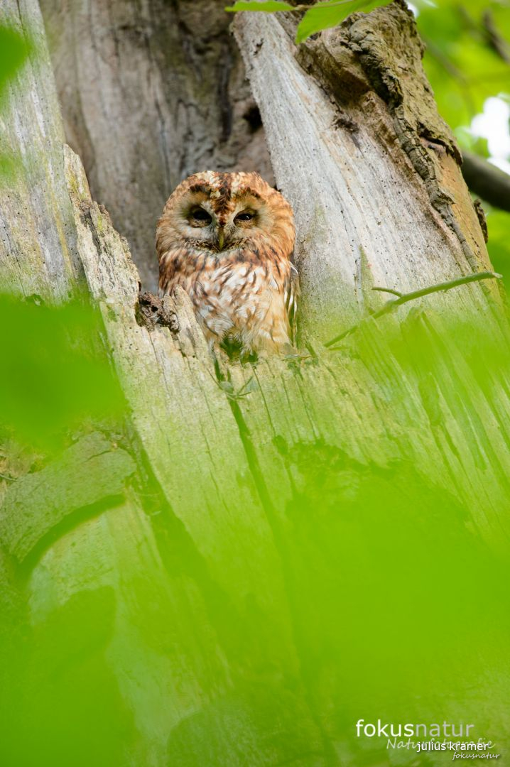 Waldkauz (Strix aluco)