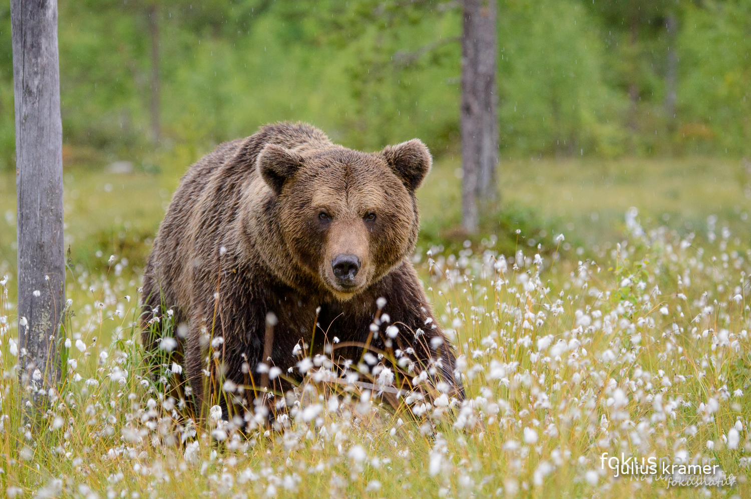 Wilder Braunbär (Ursos arctos)