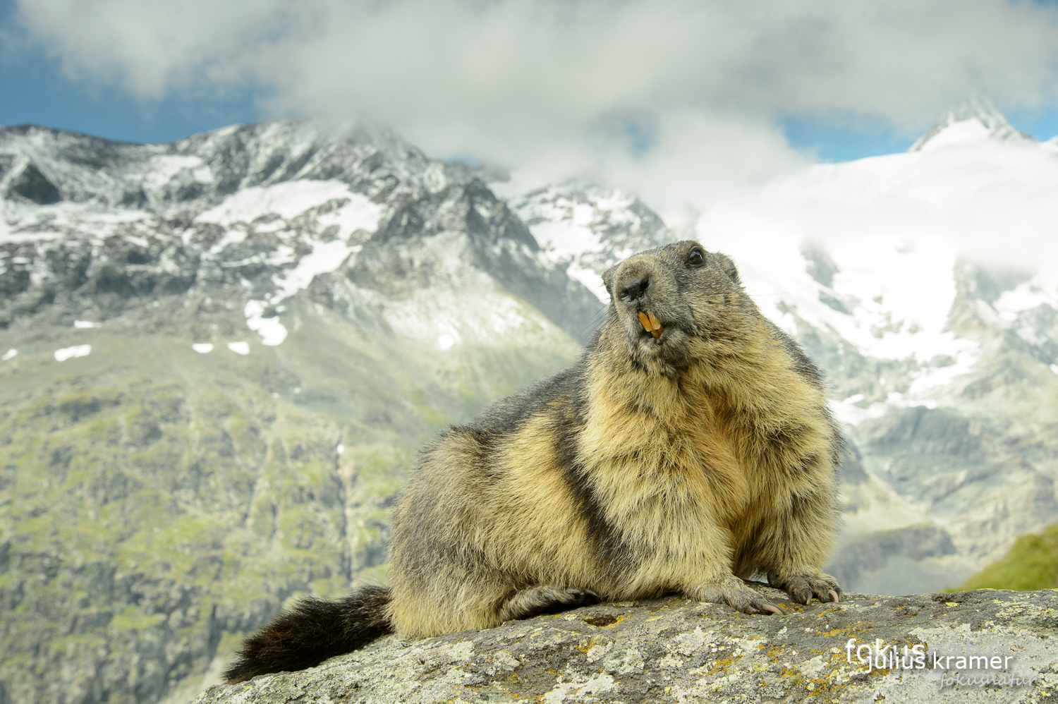 Murmeltier (Marmota marmota)