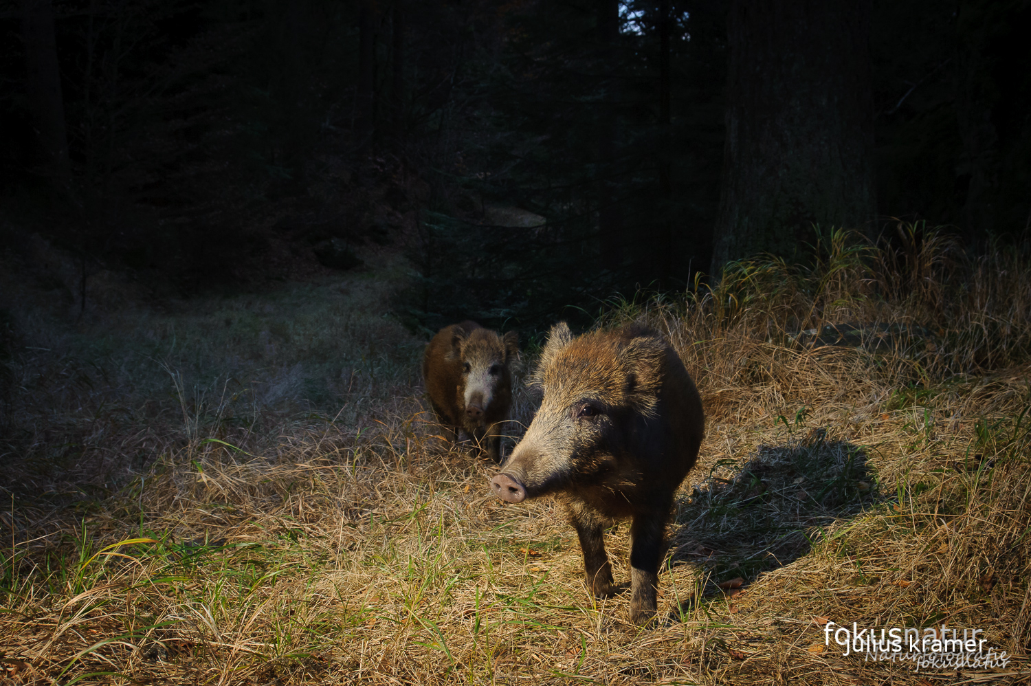 Wildschwein auf der Kamerfalle