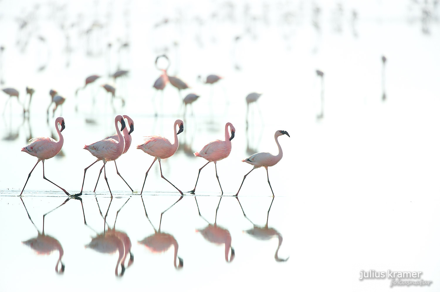 Zwergflamingos am Lake Natron