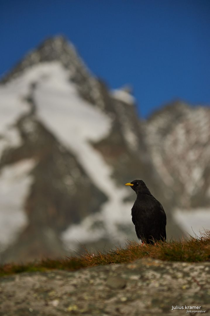 Alpendohle (Pyrrhocorax graculus)