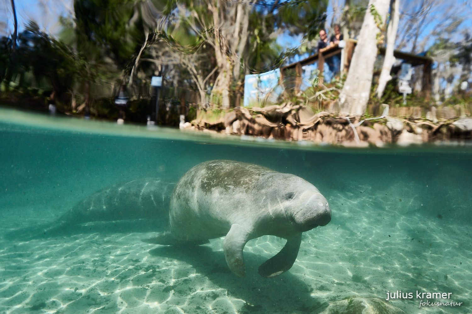 Karibik-Manati (Trichechus manatus)