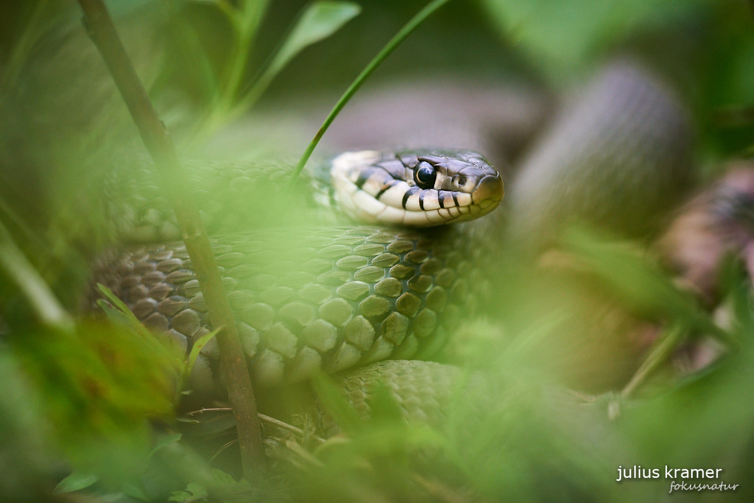 Ringelnatter (Natrix Natrix)