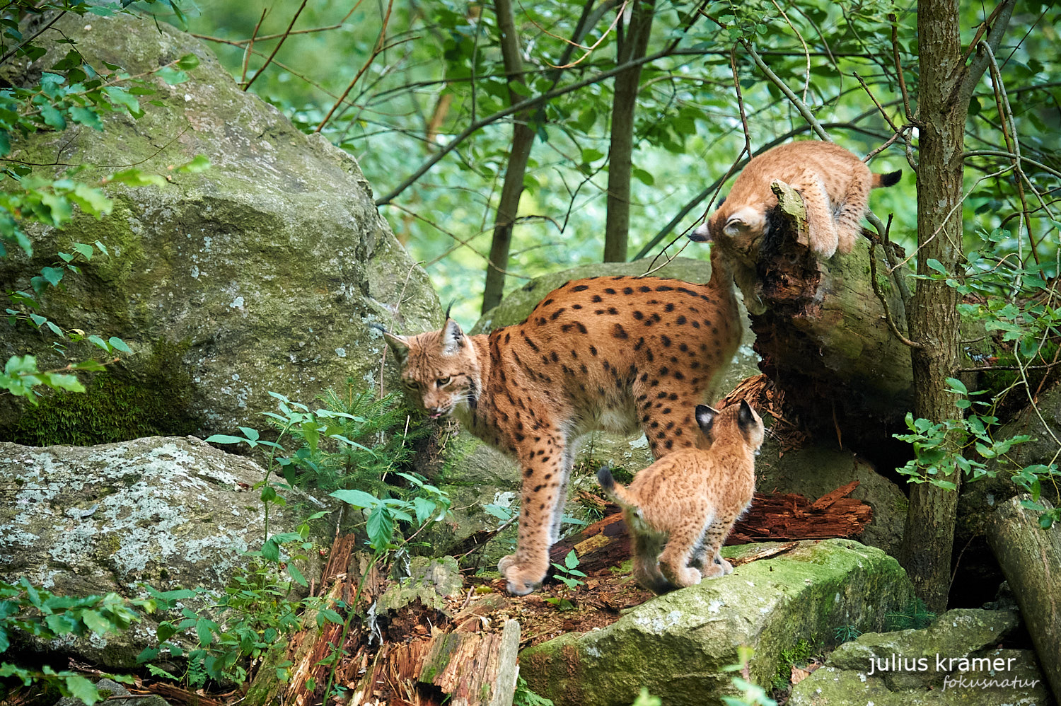 Luchs mit Jungen