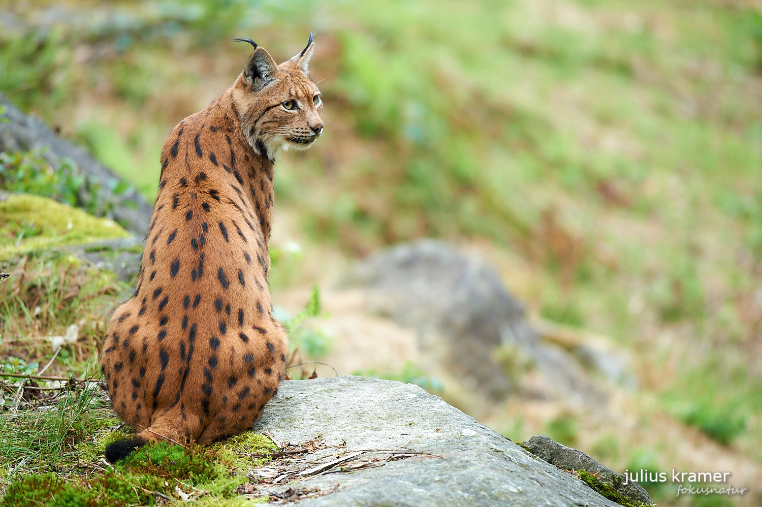 Eurasischer Luchs (Lynx lynx)