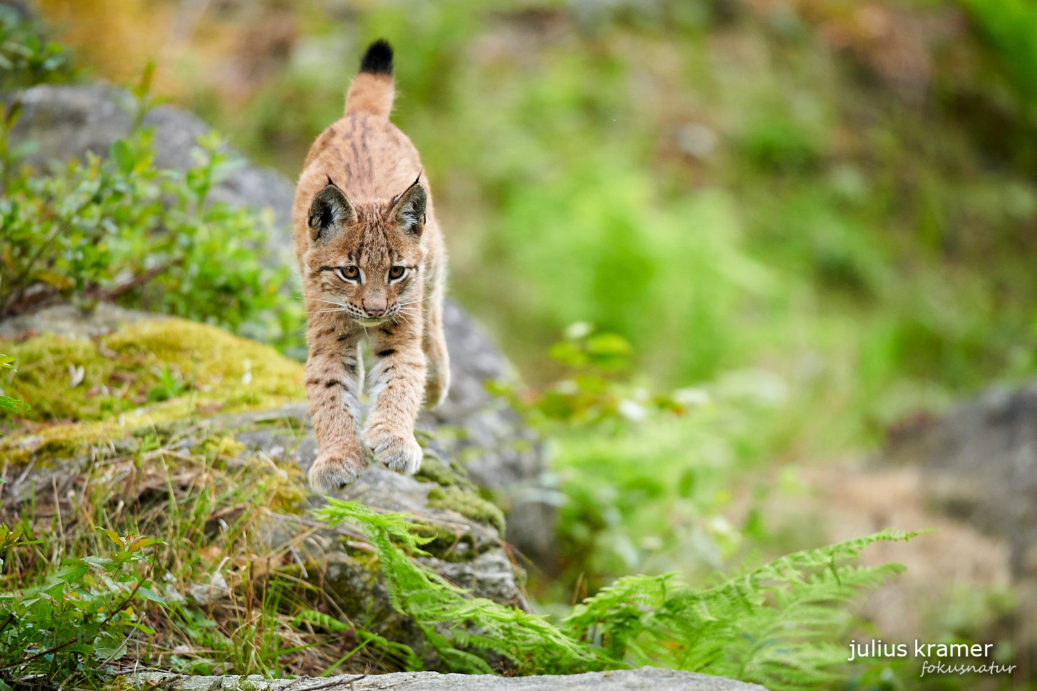 Jungluchs (Lynx lynx)