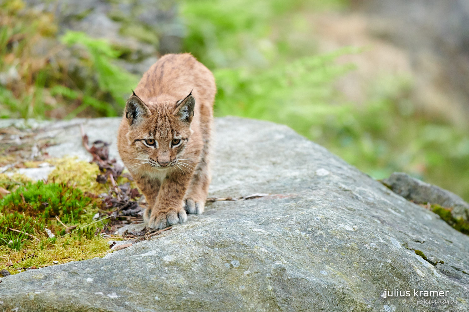 Jungluchs (Lynx lynx)