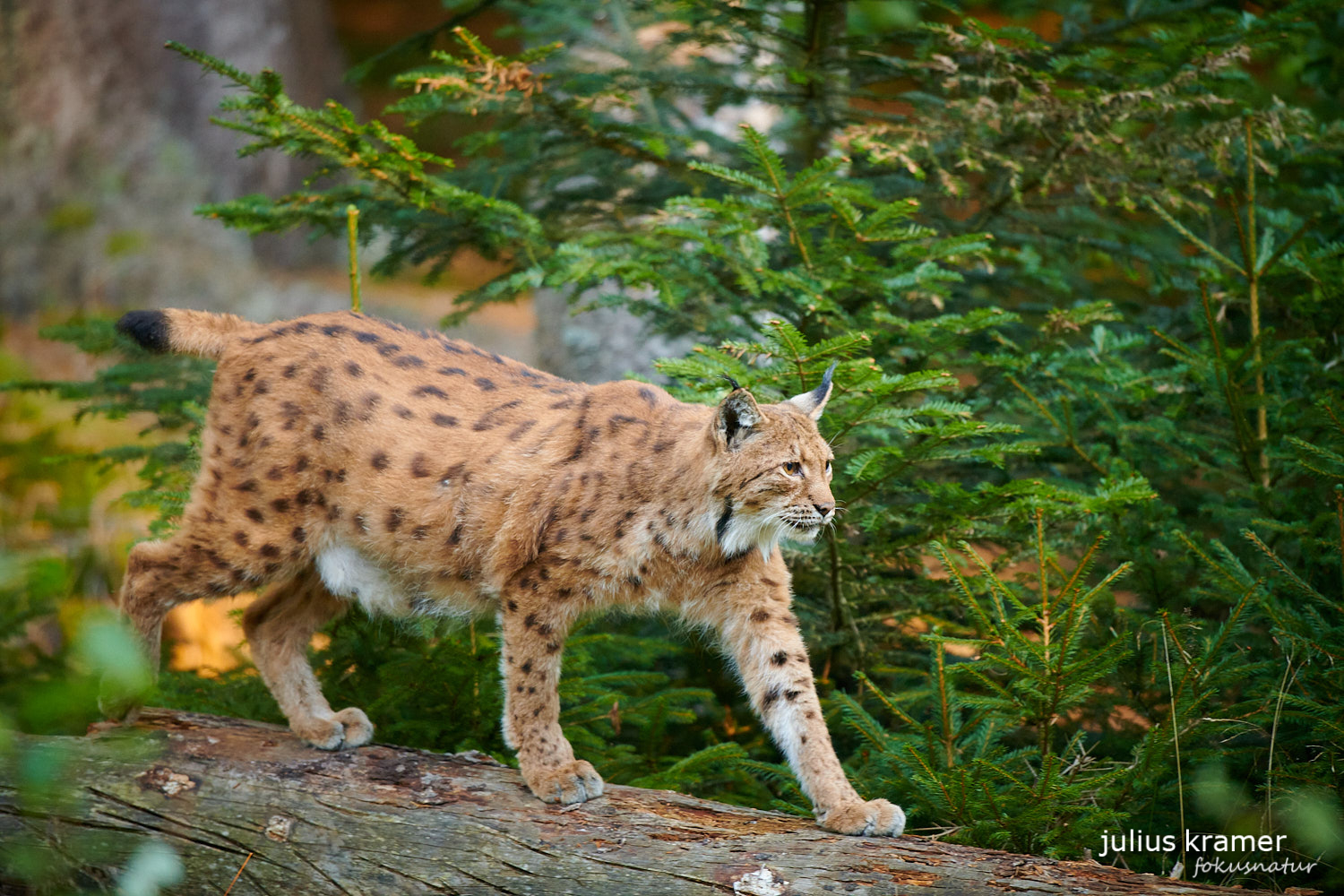 Luchs auf Baumstamm