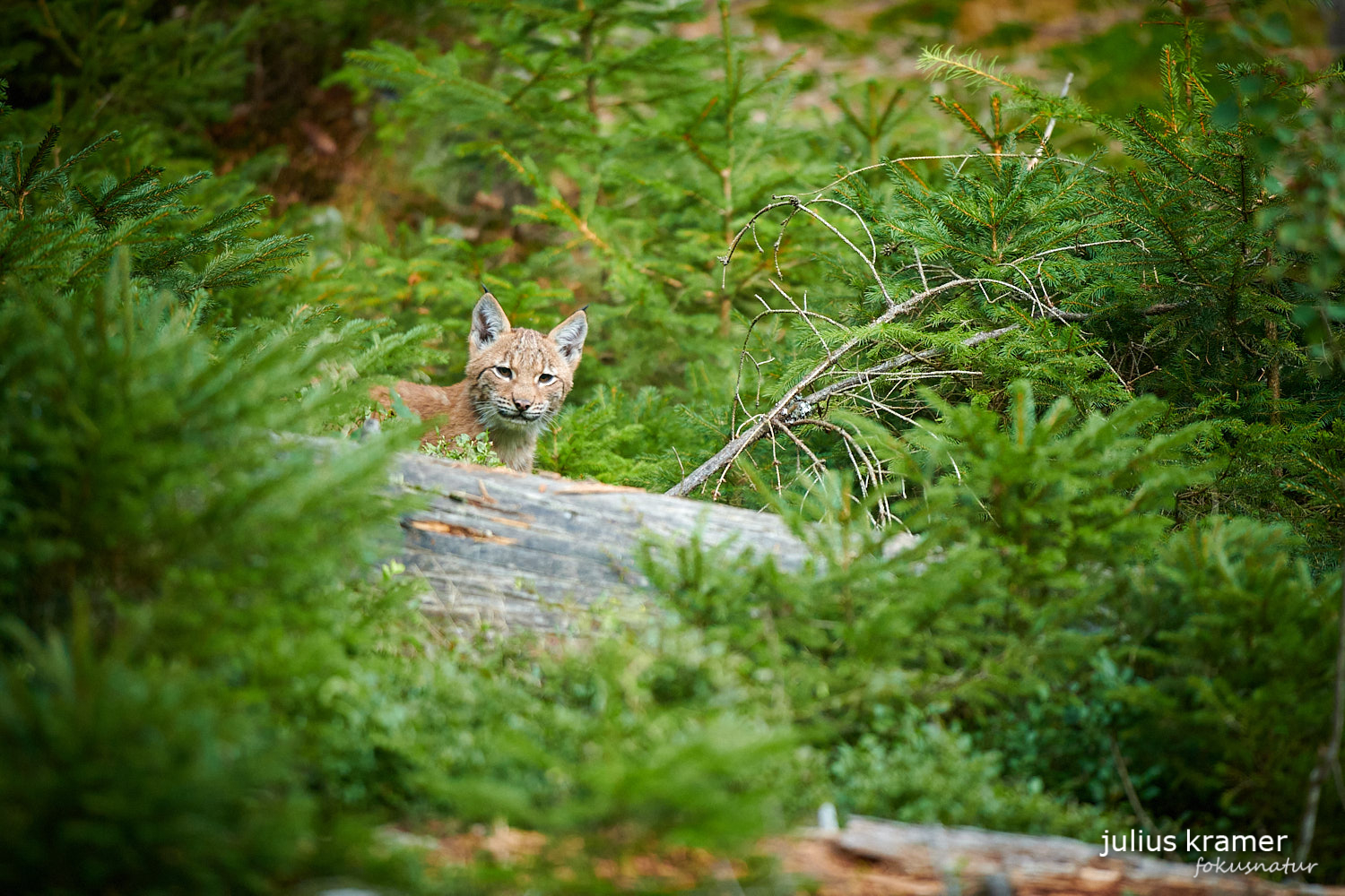 Jungluchs (Lynx lynx)