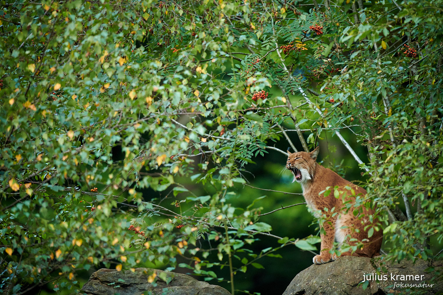 Gähnender Luchs (Lynx lynx)