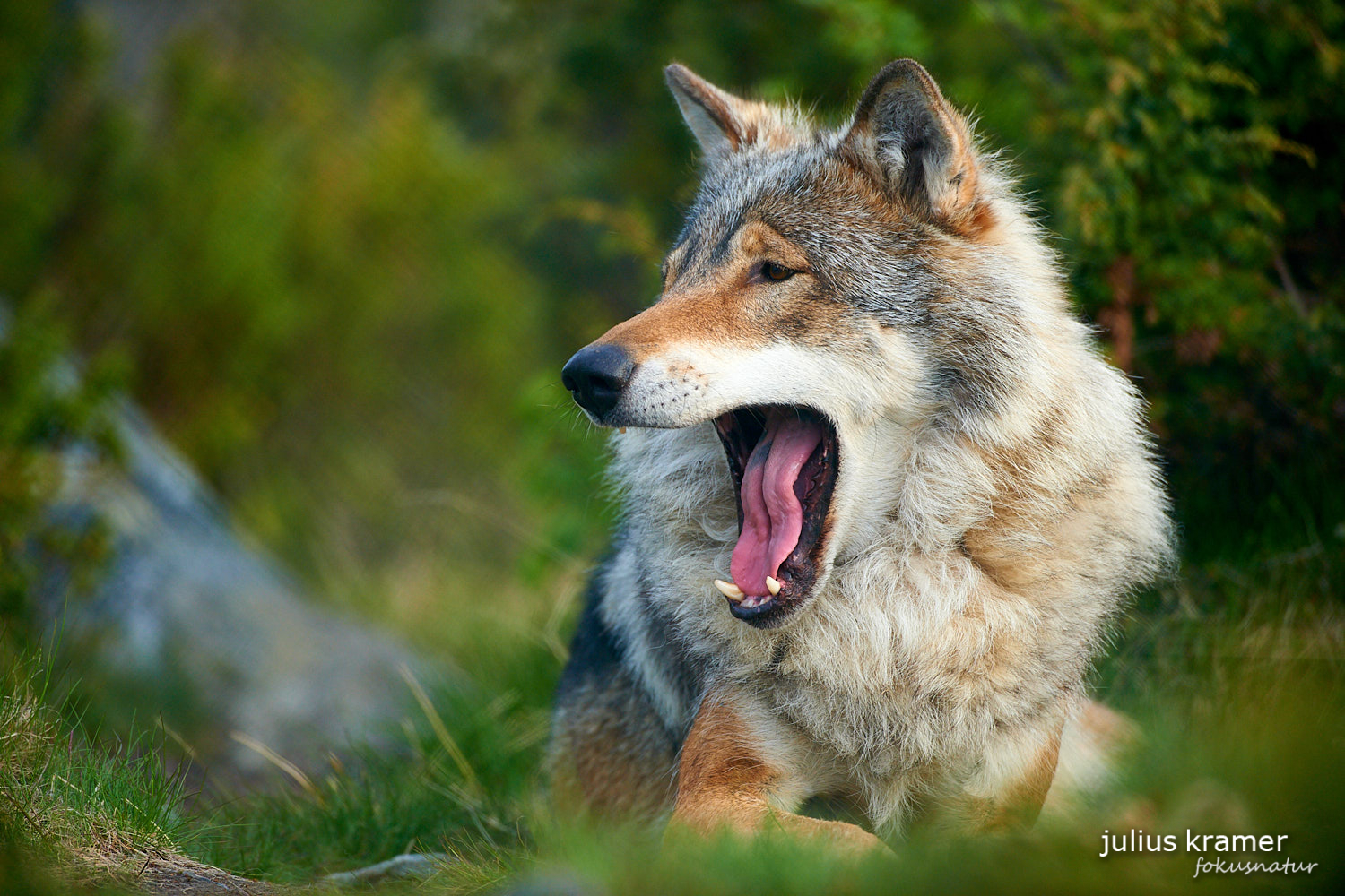 Europäischer Wolf (Canis lupus)