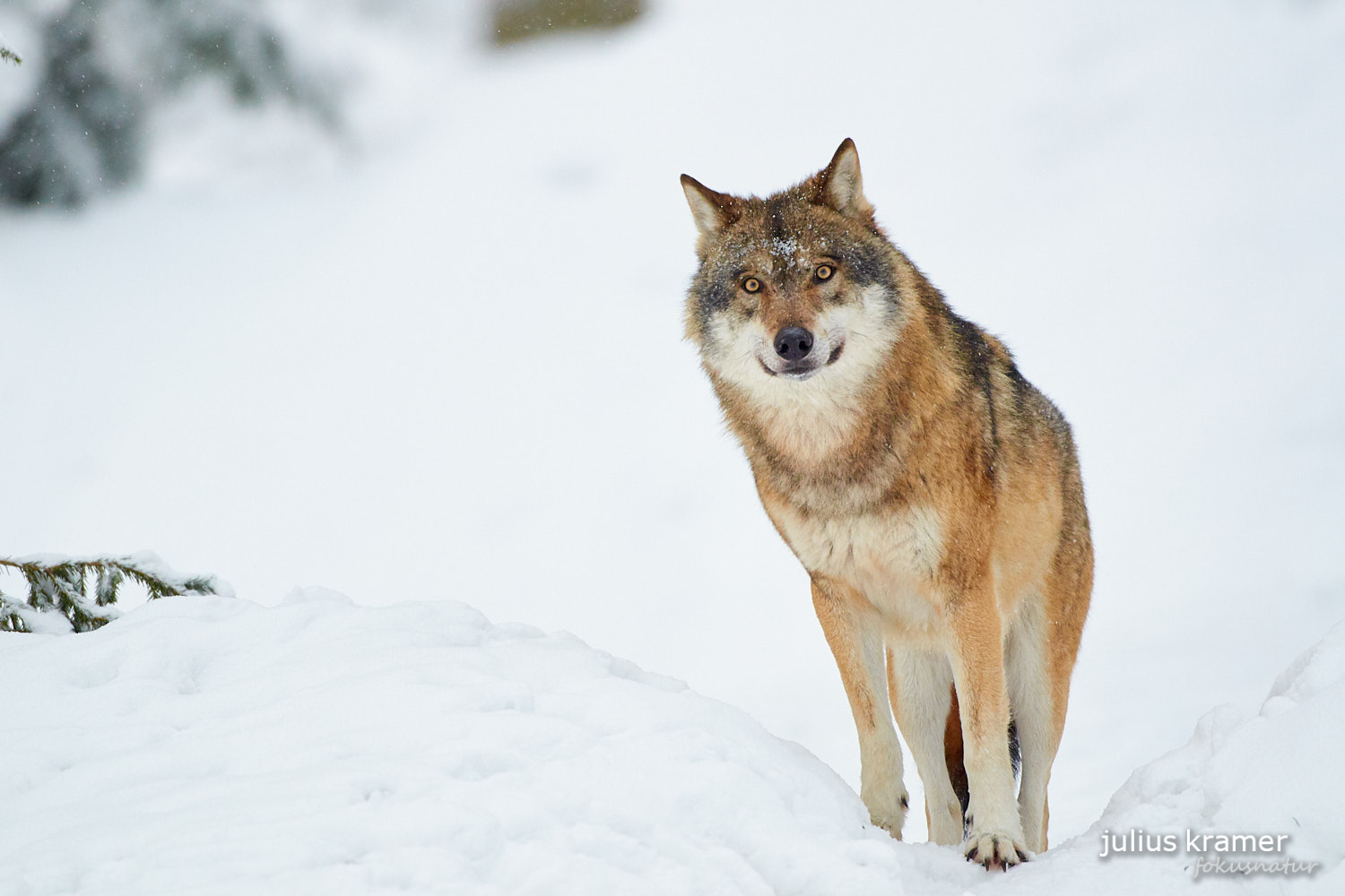 Europäischer Wolf (Canis lupus)