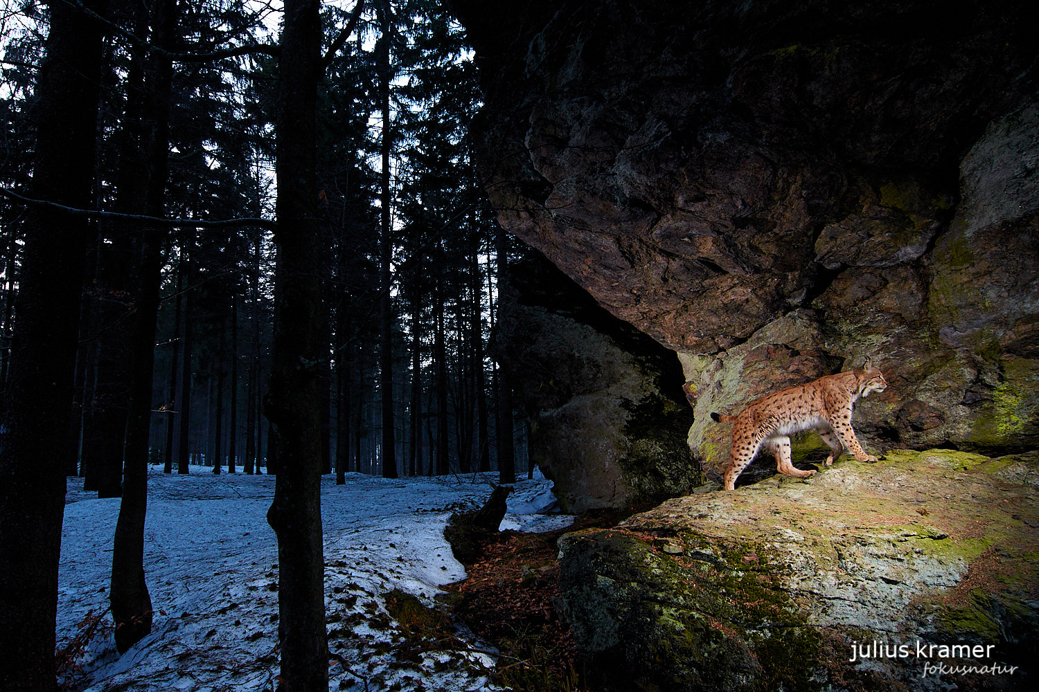 Luchs (Lynx lynx)