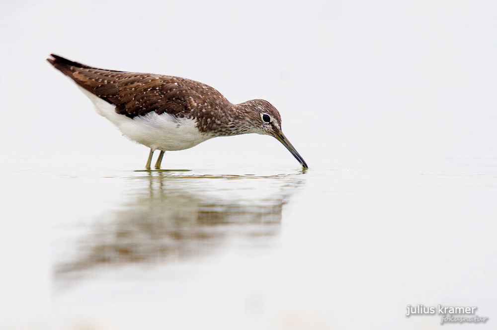 Waldwasserläufer (Tringa ochropus)