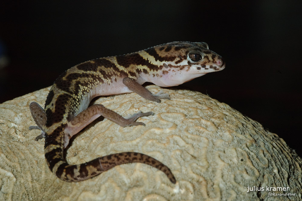 Gebänderter Lidgecko (Coleonyx mitratus)