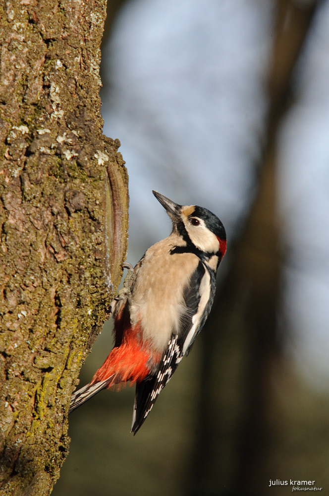 männlicher Buntspecht (Dendrocopos major)