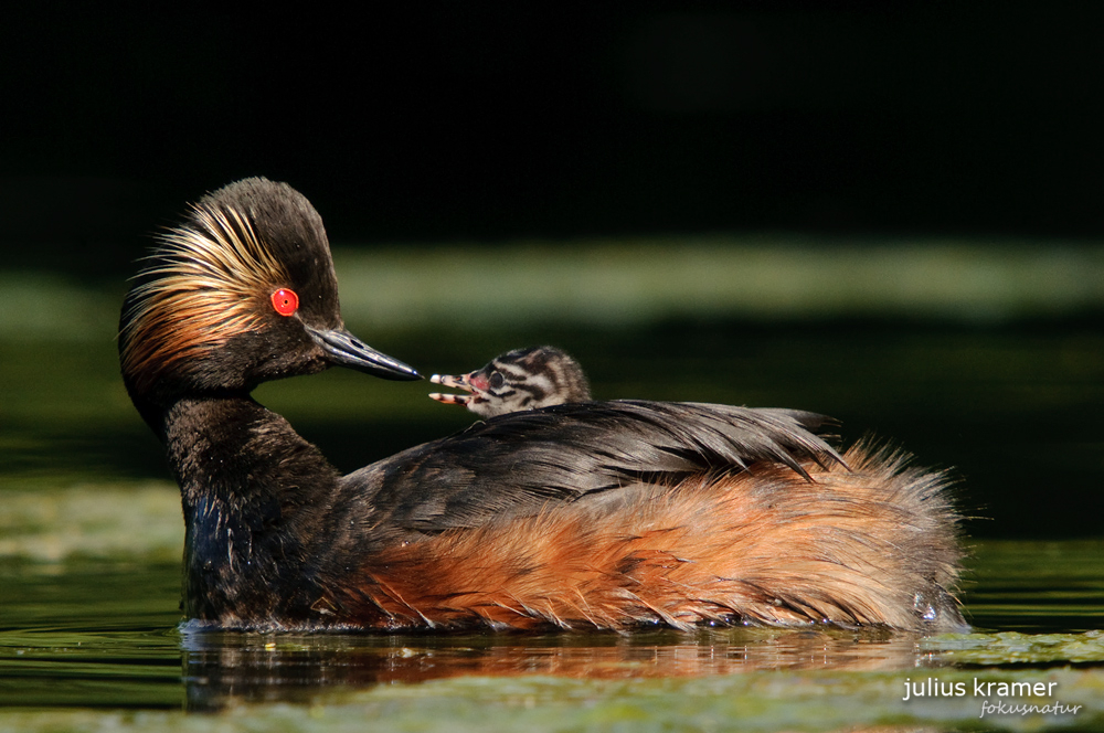 Schwarzhalstaucher (Podiceps nigricollis) mit Jungem