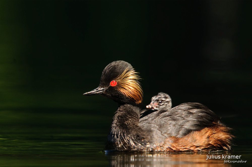 Schwarzhalstaucher (Podiceps nigricollis) mit Jungem