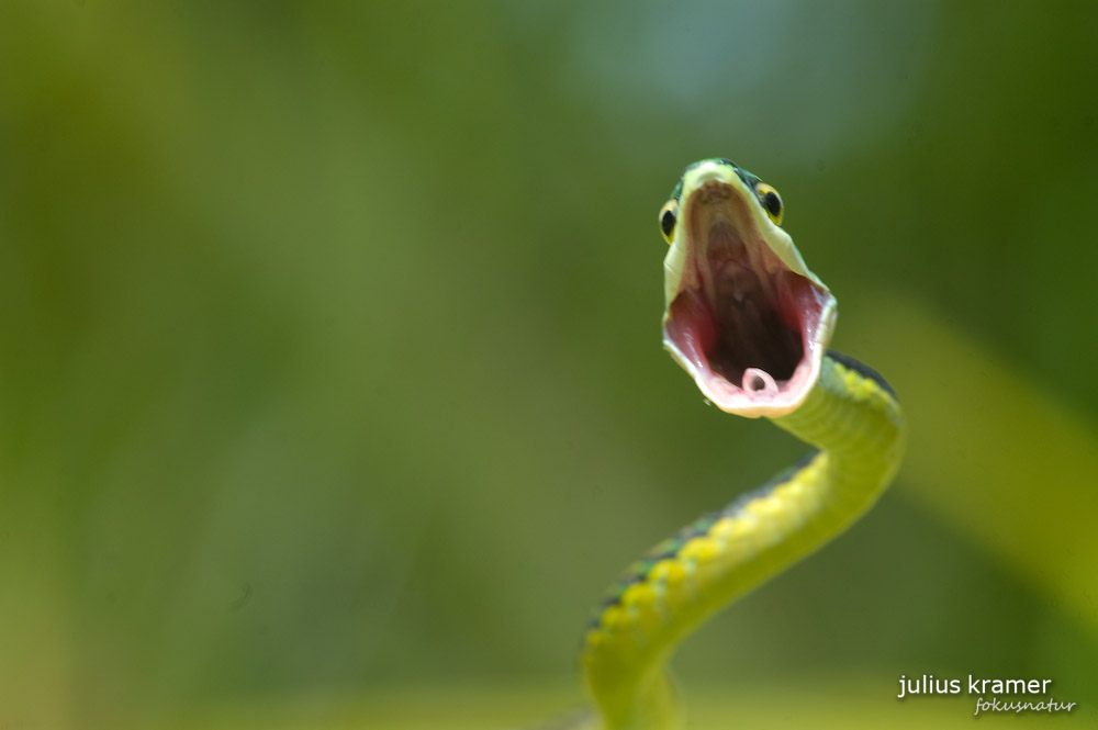 Papageienschlange (Leptophis mexicana)