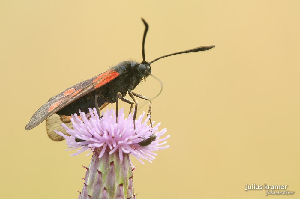 Sechsfleck-Widderchen (Zygaena filipendulae)