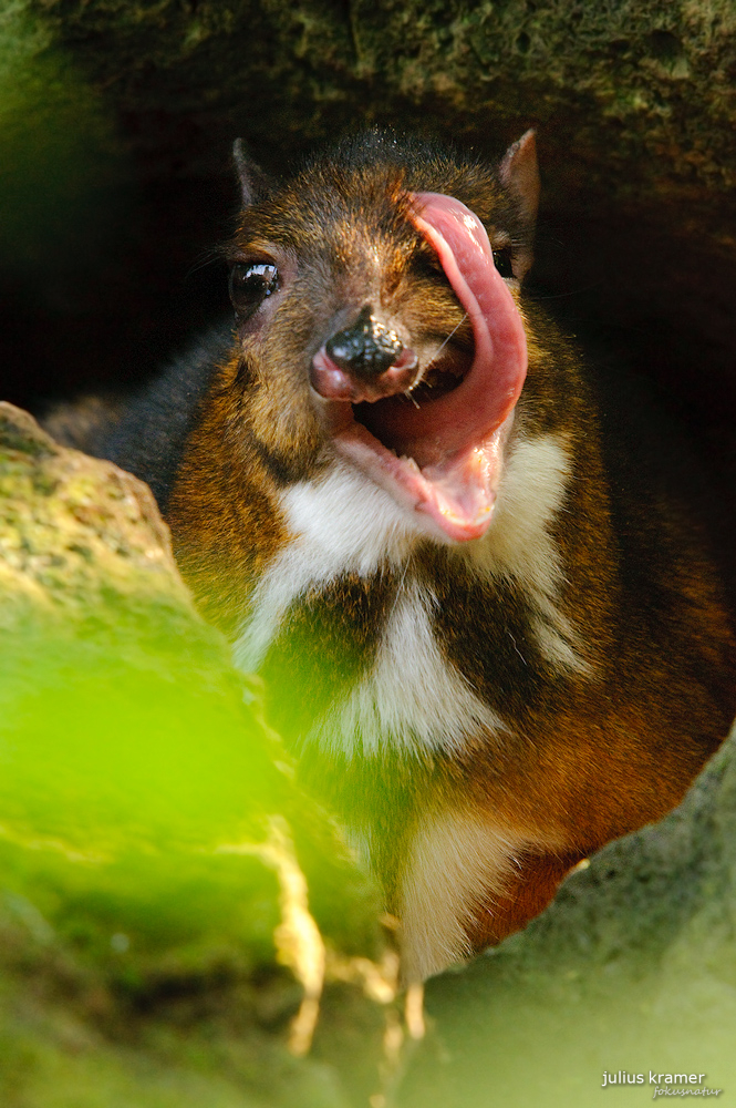 Kleinkantschil (Tragulus javanicus)