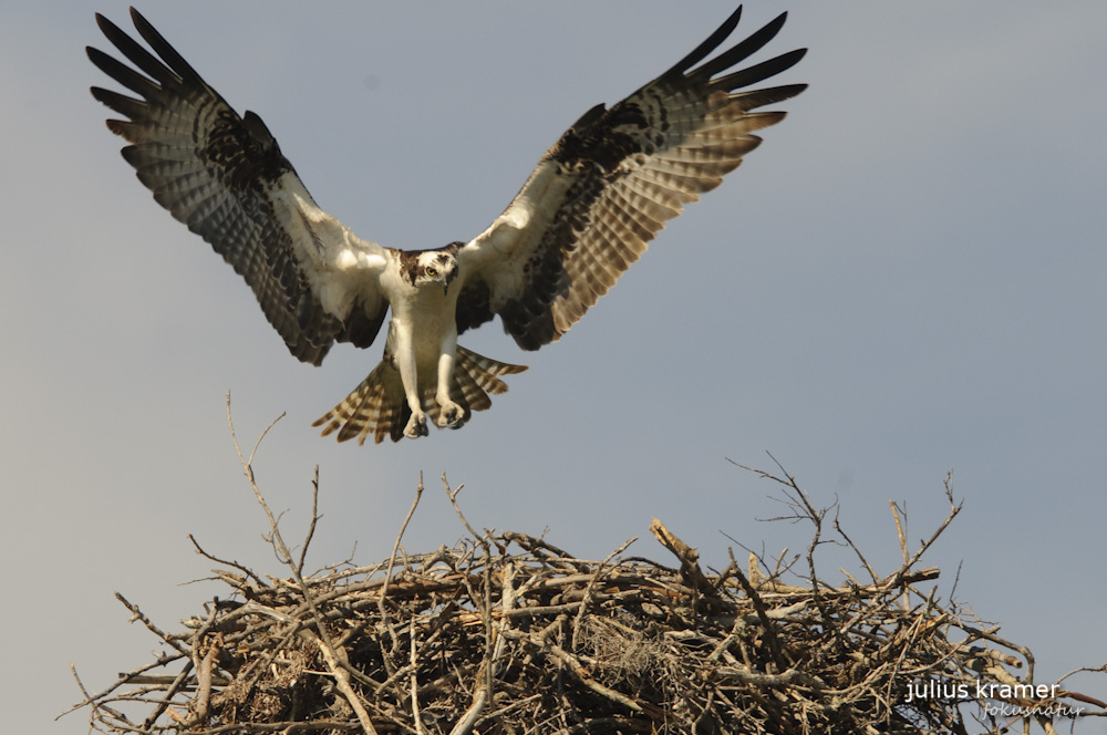 Fischadler (Pandion haliaetus) im Anflug auf sein Nest