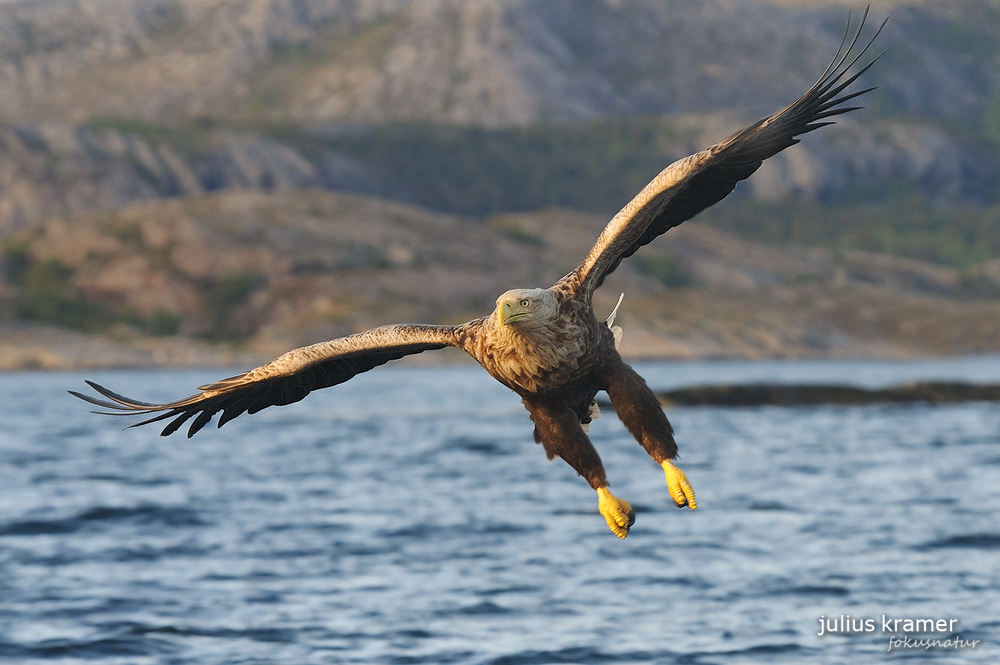 Fliegender Seeadler (Haliaeetus albicilla)