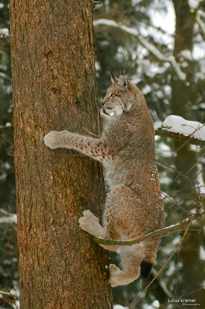 Kletternder Luchs