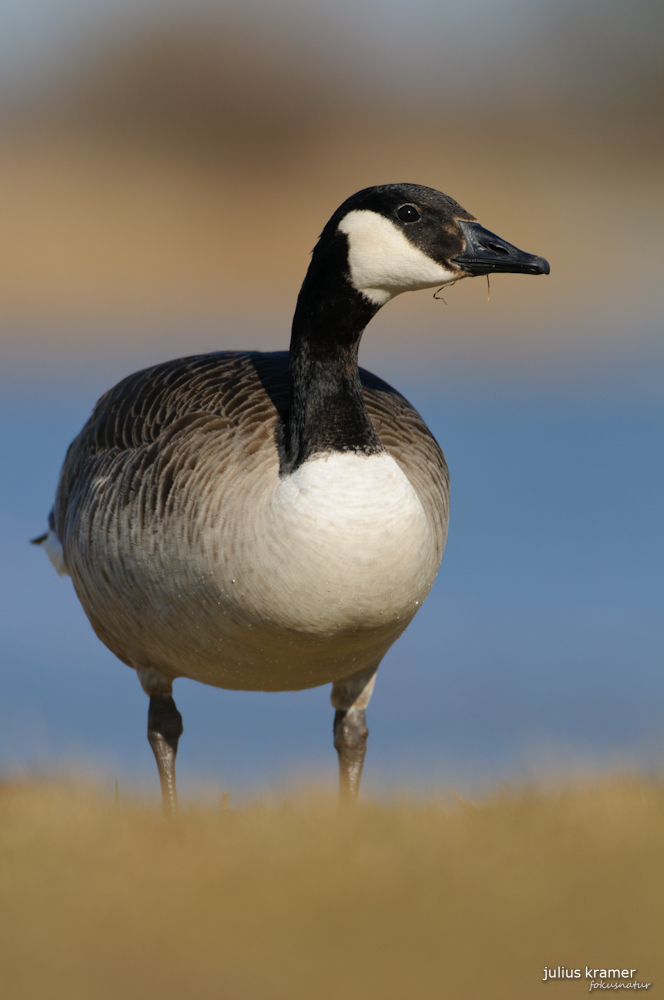 Kanadagans (Branta canadensis)