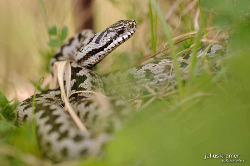 Kreuzottermännchen (Vipera berus)