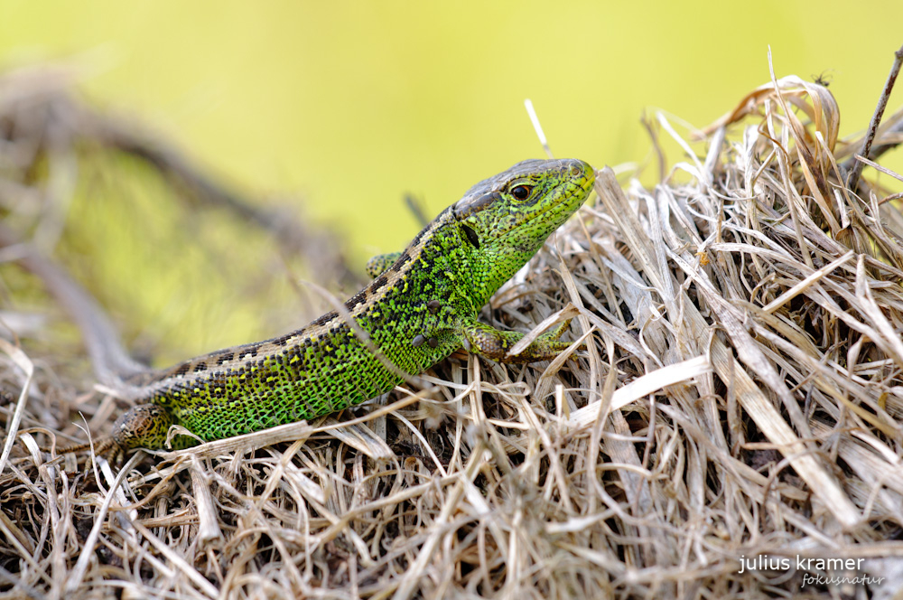 Zauneidechse (Lacerta agilis)