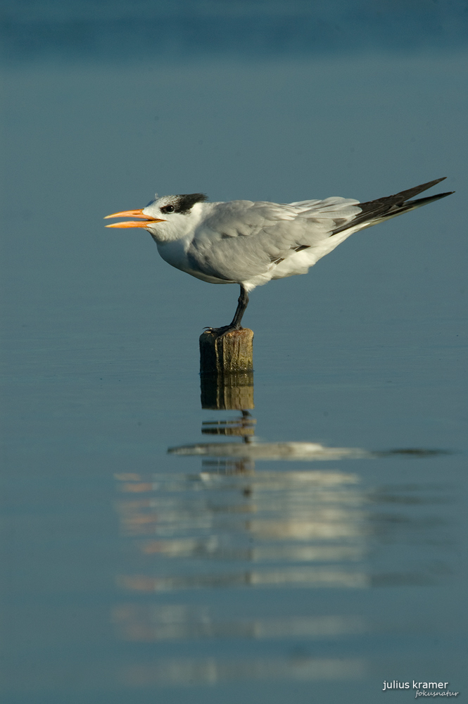 Königsseeschwalbe (Sterna maxima)