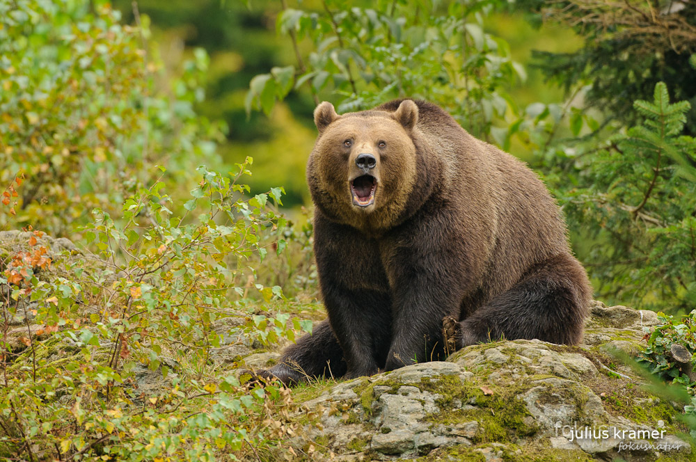 Braunbär (Ursus arctos)