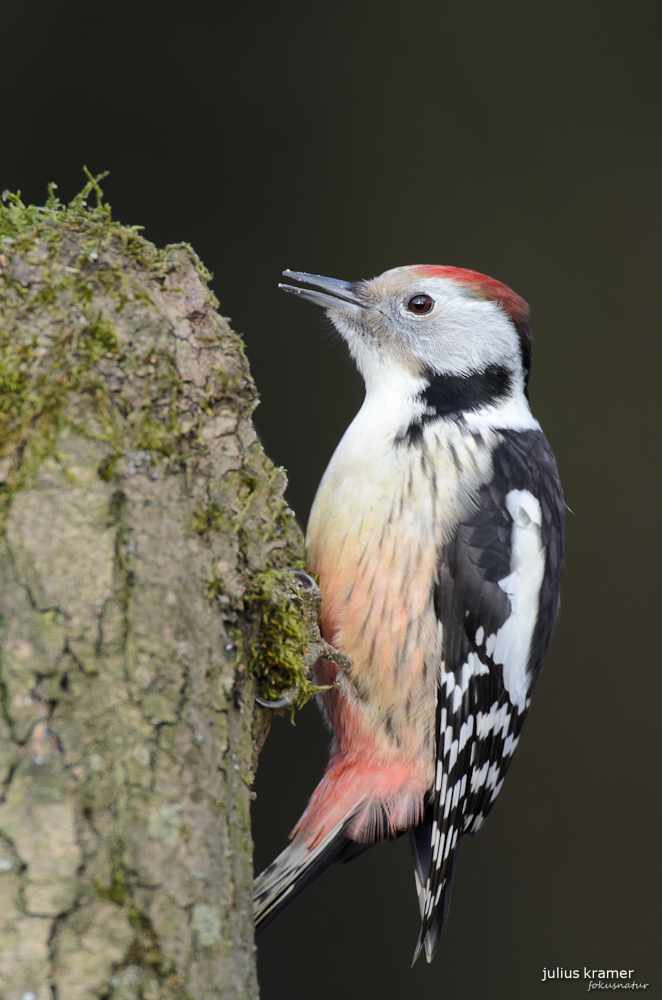 Mittelspecht (Dendrocopos medius)